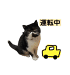 私欲にまみれたぽこた（個別スタンプ：2）