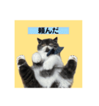 私欲にまみれたぽこた（個別スタンプ：4）