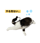 私欲にまみれたぽこた（個別スタンプ：5）