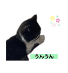 私欲にまみれたぽこた（個別スタンプ：6）