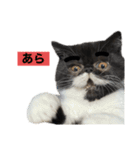 私欲にまみれたぽこた（個別スタンプ：7）