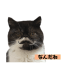 私欲にまみれたぽこた（個別スタンプ：8）