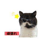 私欲にまみれたぽこた（個別スタンプ：10）