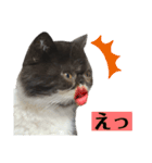 私欲にまみれたぽこた（個別スタンプ：11）