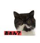 私欲にまみれたぽこた（個別スタンプ：12）