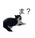 私欲にまみれたぽこた（個別スタンプ：13）