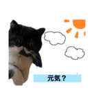 私欲にまみれたぽこた（個別スタンプ：14）