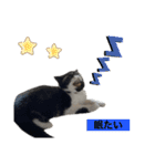 私欲にまみれたぽこた（個別スタンプ：15）
