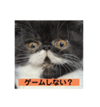 私欲にまみれたぽこた（個別スタンプ：16）