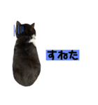 私欲にまみれたぽこた（個別スタンプ：17）