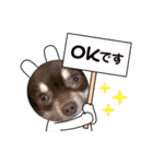チョコタンチワワのありい（個別スタンプ：7）