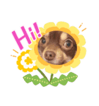 チョコタンチワワのありい（個別スタンプ：10）