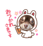 チョコタンチワワのありい（個別スタンプ：13）