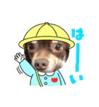 チョコタンチワワのありい（個別スタンプ：14）