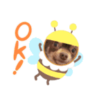 チョコタンチワワのありい（個別スタンプ：15）