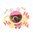 チョコタンチワワのありい（個別スタンプ：21）