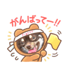 チョコタンチワワのありい（個別スタンプ：26）