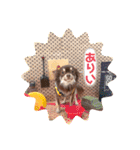 チョコタンチワワのありい（個別スタンプ：30）