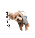 くるた＆ぺろ（個別スタンプ：1）