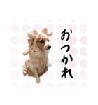 くるた＆ぺろ（個別スタンプ：8）