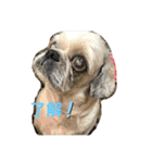 らまえたち（個別スタンプ：1）