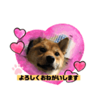 かわいい柴犬はなちゃん2（個別スタンプ：1）