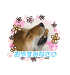 かわいい柴犬はなちゃん2（個別スタンプ：2）