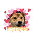かわいい柴犬はなちゃん2（個別スタンプ：3）
