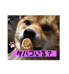 かわいい柴犬はなちゃん2（個別スタンプ：4）