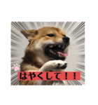 かわいい柴犬はなちゃん2（個別スタンプ：5）