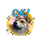 かわいい柴犬はなちゃん2（個別スタンプ：6）