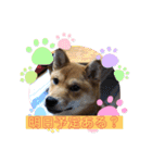 かわいい柴犬はなちゃん2（個別スタンプ：7）