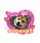 かわいい柴犬はなちゃん2（個別スタンプ：8）