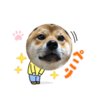 かわいい柴犬はなちゃん2（個別スタンプ：9）