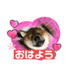 かわいい柴犬はなちゃん2（個別スタンプ：10）