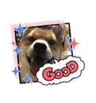 かわいい柴犬はなちゃん2（個別スタンプ：11）