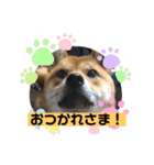 かわいい柴犬はなちゃん2（個別スタンプ：12）