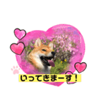 かわいい柴犬はなちゃん2（個別スタンプ：13）