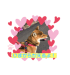 かわいい柴犬はなちゃん2（個別スタンプ：14）