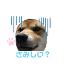 かわいい柴犬はなちゃん2（個別スタンプ：15）