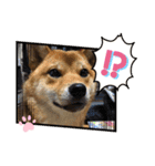 かわいい柴犬はなちゃん2（個別スタンプ：16）
