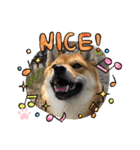 かわいい柴犬はなちゃん2（個別スタンプ：17）