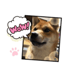 かわいい柴犬はなちゃん2（個別スタンプ：18）