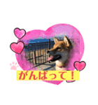 かわいい柴犬はなちゃん2（個別スタンプ：19）