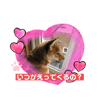 かわいい柴犬はなちゃん2（個別スタンプ：20）