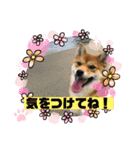 かわいい柴犬はなちゃん2（個別スタンプ：21）