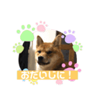 かわいい柴犬はなちゃん2（個別スタンプ：22）