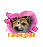 かわいい柴犬はなちゃん2（個別スタンプ：23）