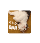 ちっちこスタンプ（個別スタンプ：7）
