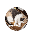ちっちこスタンプ（個別スタンプ：8）